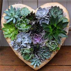 The Love of Succulents