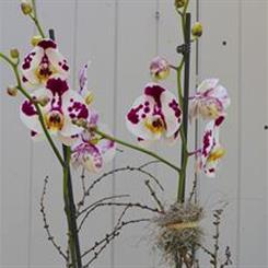 The Oriental Orchid