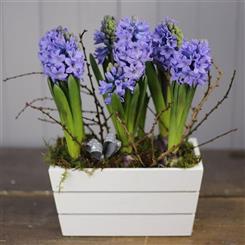 The Scented Garden Trough