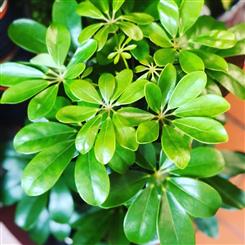 The Decorative Houseplant