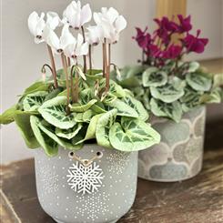 Seasonal Flowering Plant